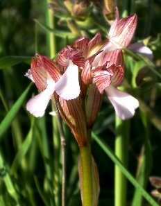 Orchis papilionacea